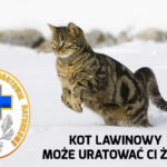 Koty lawinowe wchodzą do służby